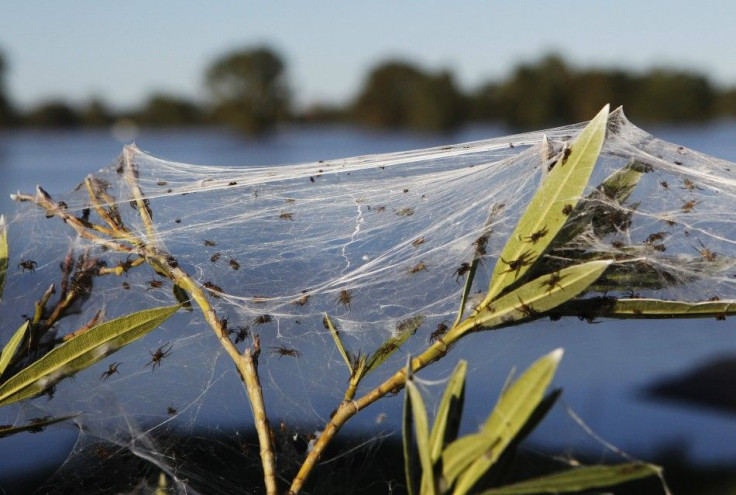 Spiders Cover Plants