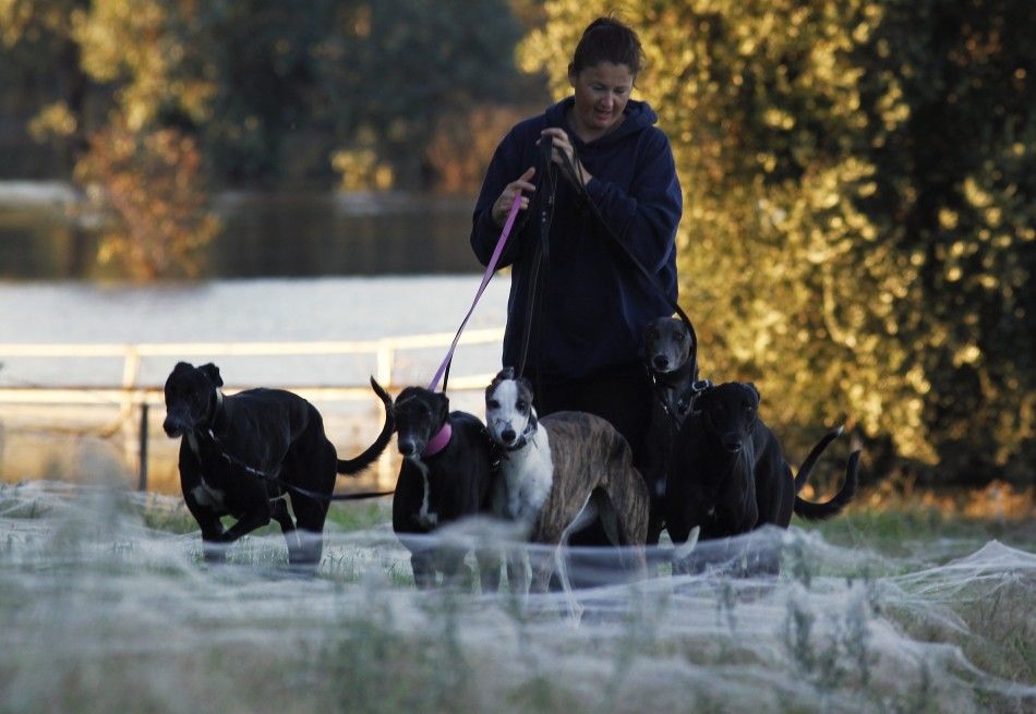 Woman Walks Her Dogs Through The Webs