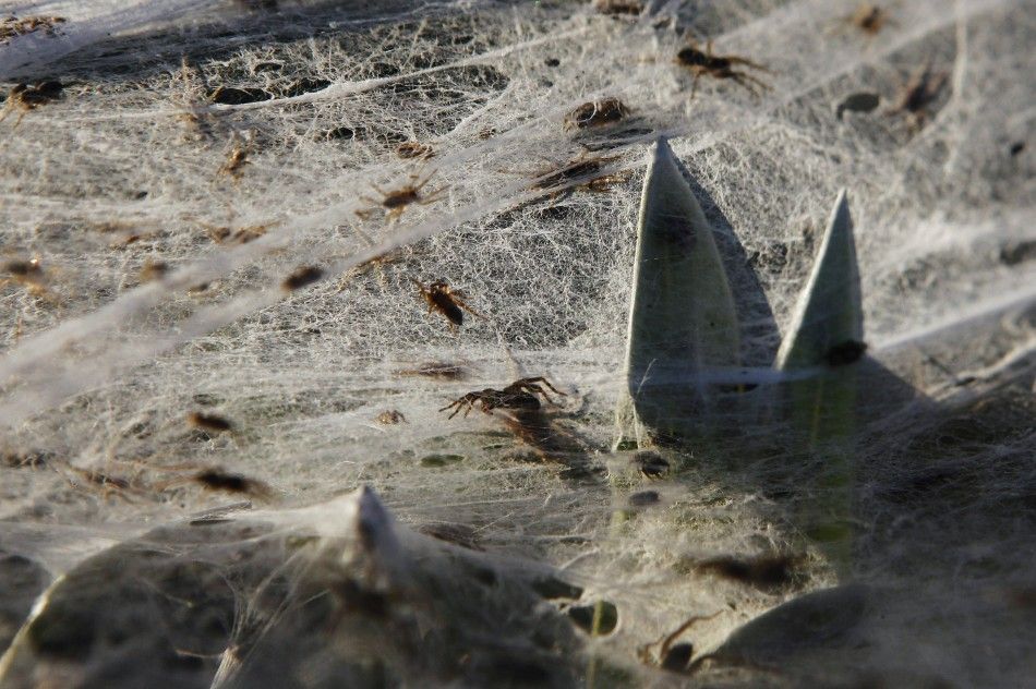 Plants Covered In Webs