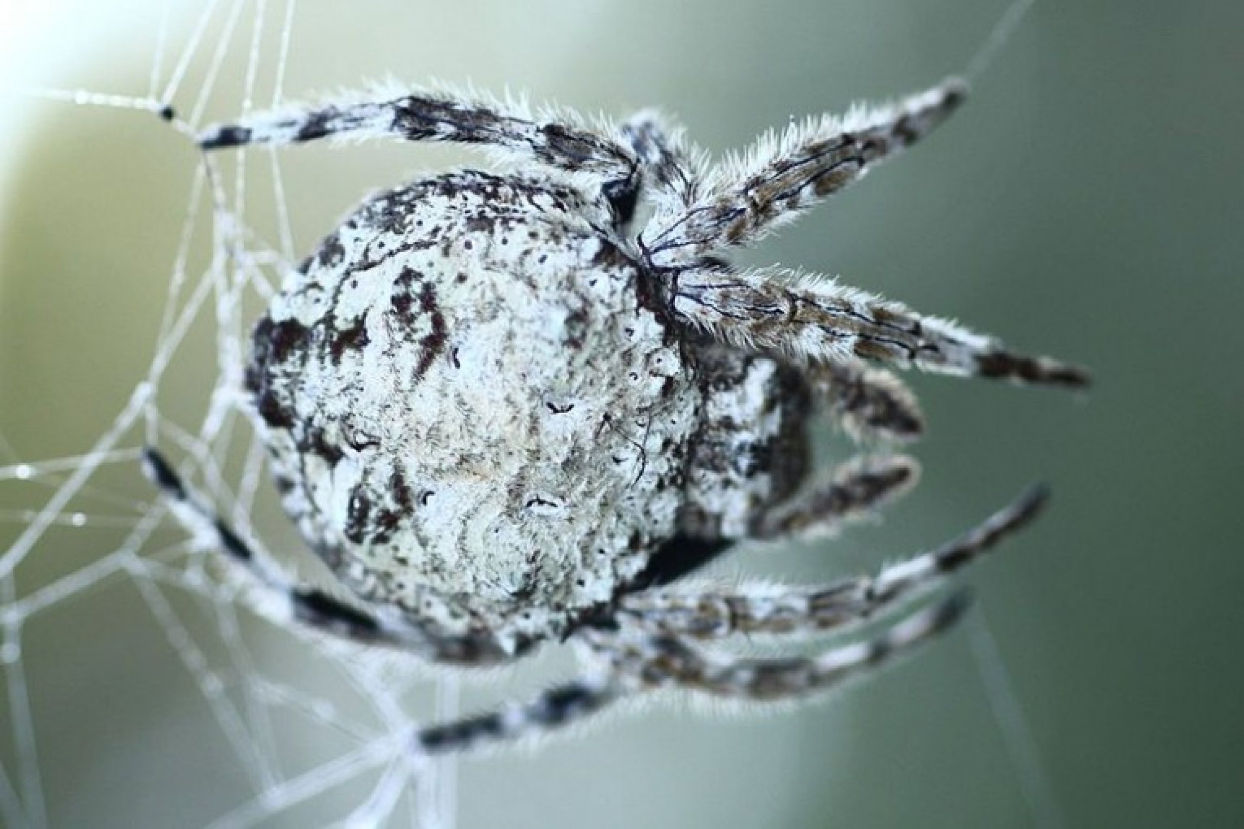 Spiders That Build 80-Foot Webs