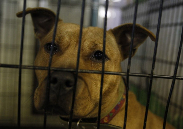 Fukushima Disaster Anniversary: Pets Revisited 1 Year Later