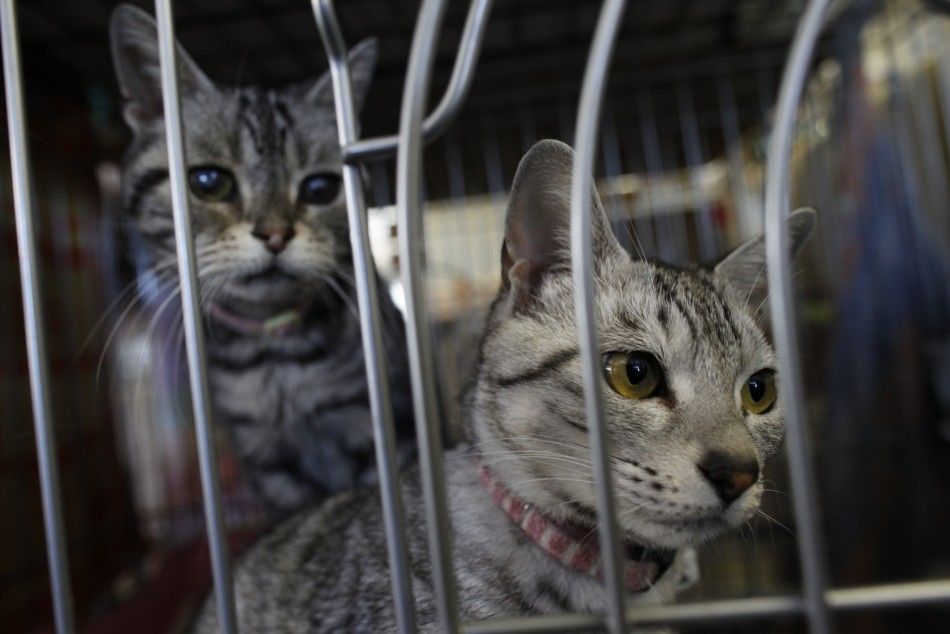 Fukushima Disaster Anniversary Pets Revisited 1 Year Later