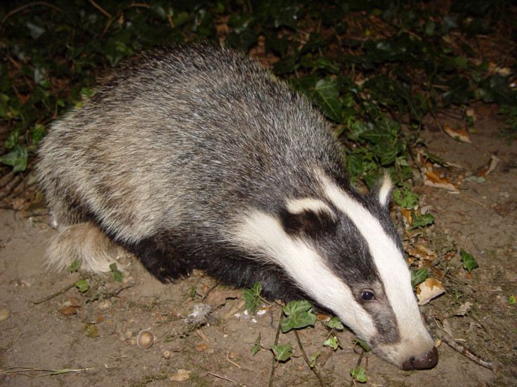 badger