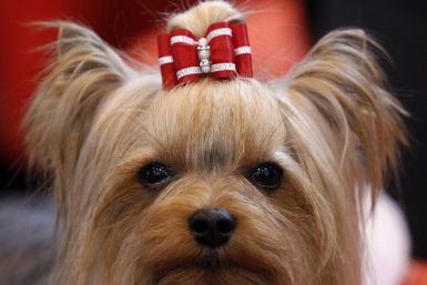  A Yorkshire Terrier waits for judging at the Crufts dog show in Birmingham