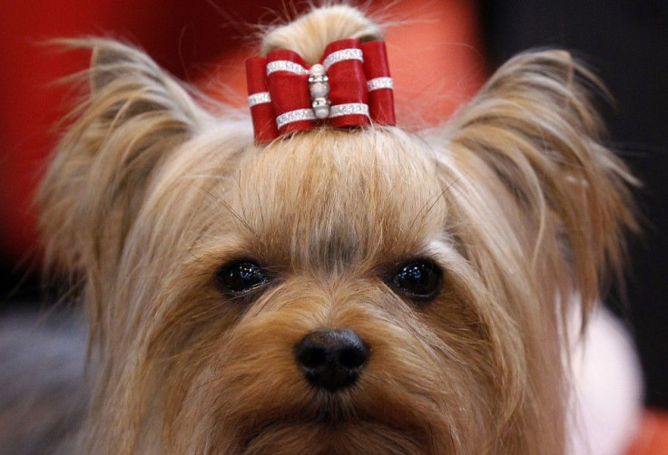  A Yorkshire Terrier waits for judging at the Crufts dog show in Birmingham