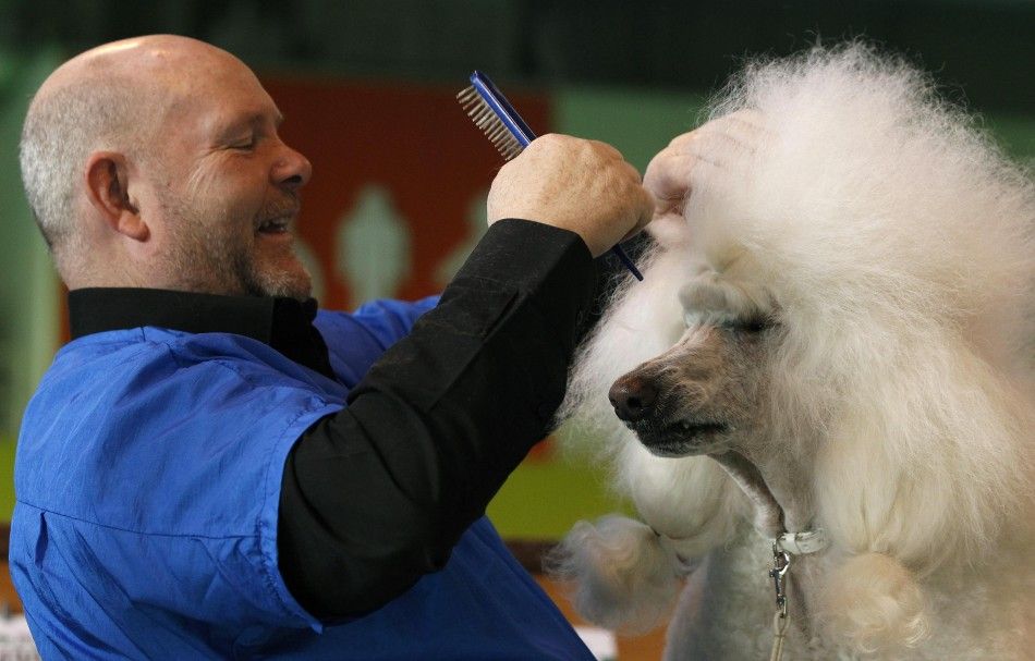 An owner grooms his Standard Poodle on the first day of the Crufts dog show in Birmingham