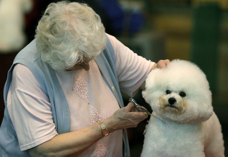  A Bichon Frise is trimmed on the first day of the Crufts dog show in Birmingham