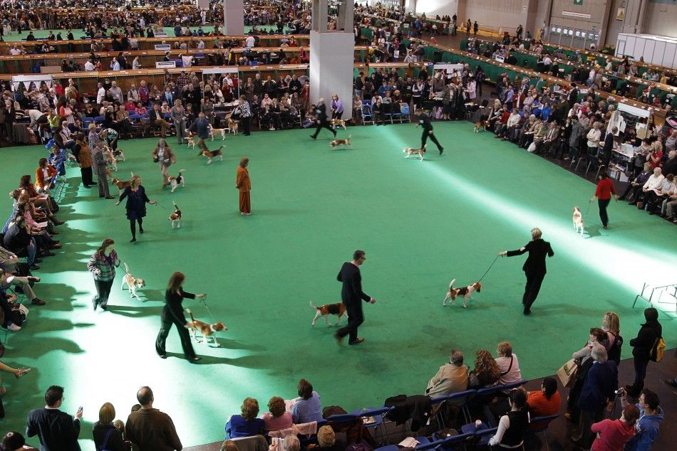  Beagles are judged on the final day of competition at the Crufts dog show in Birmingham