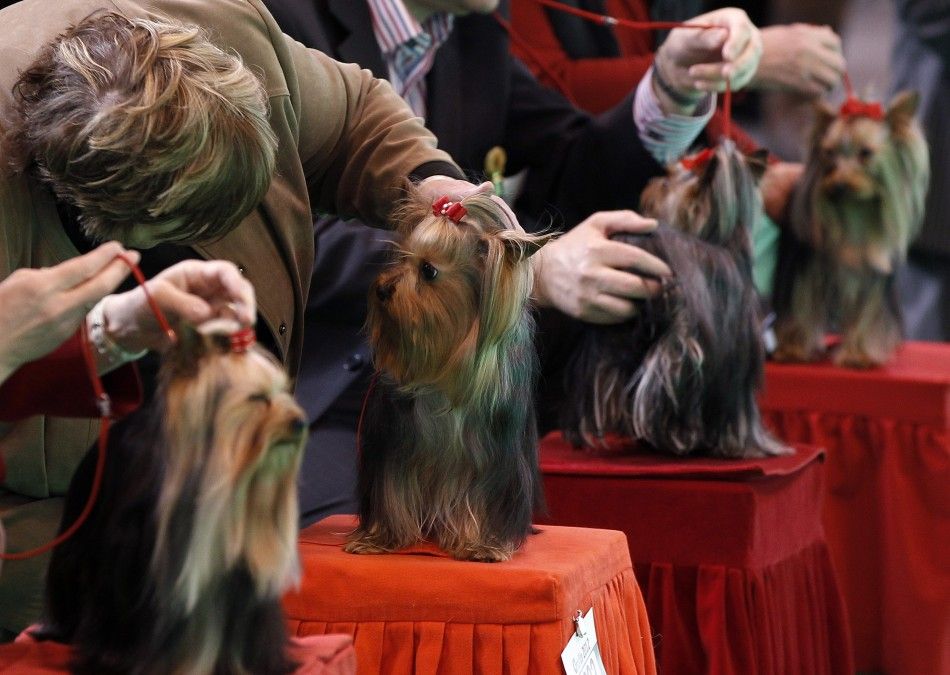  Yorkshire Terriers are judged on the first day of the Crufts dog show in Birmingham