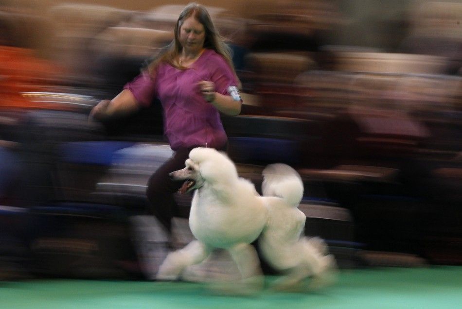  A Standard Poodle is paraded through a judging ring at the Crufts dog show in Birmingham