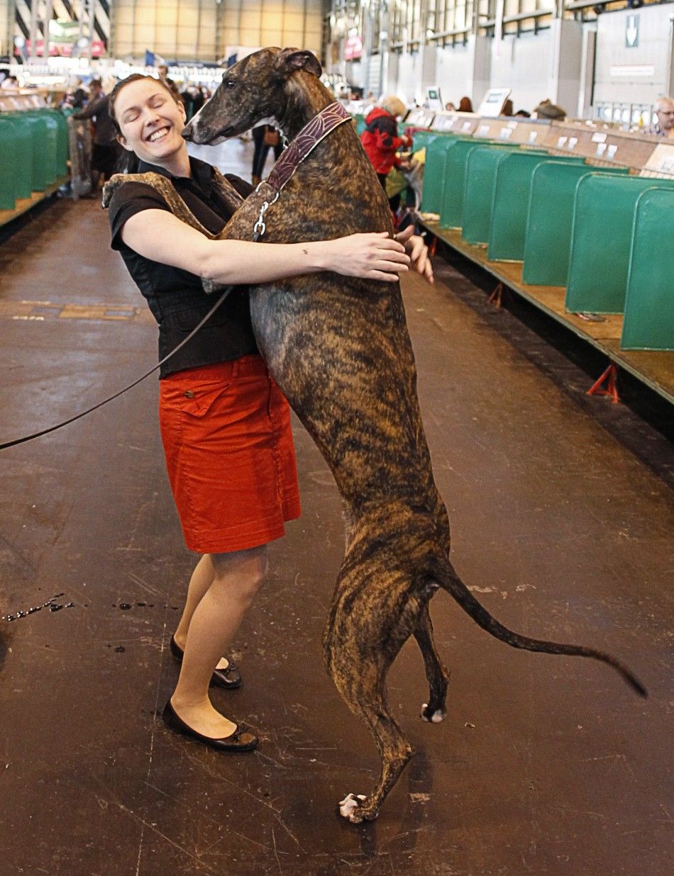 Alexandra Malmgren is leapt upon by her Greyhound quotRadarquot on the final day of competition at the Crufts dog show in Birmingham