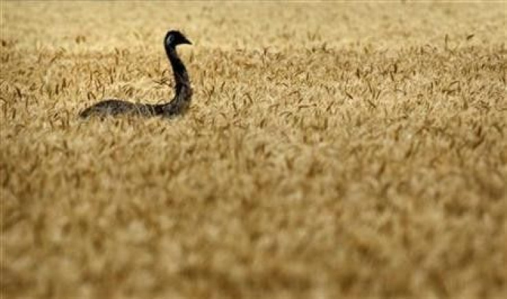 An emu makes its way through a wheat field on a farm near Chinchilla, about 250km (155 miles) west of Brisbane, October 28, 2011.