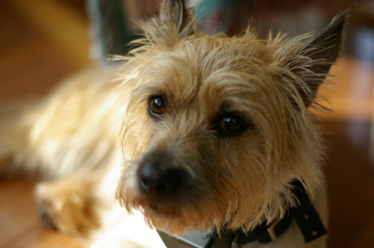 Cairn Terrier