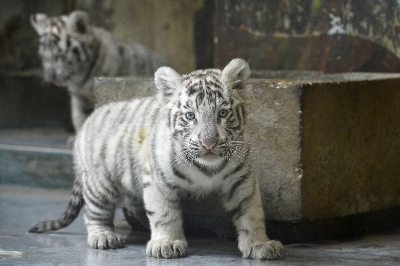 Rare Tiger Born