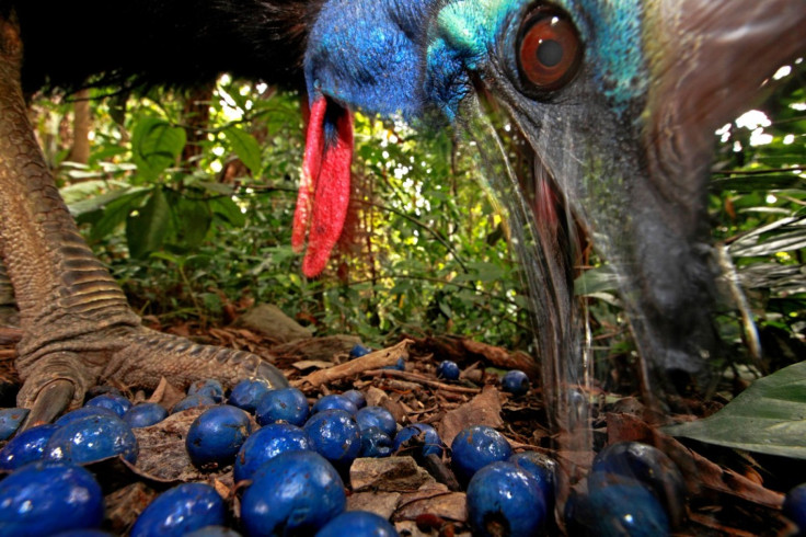 World Press Photo Awards 2013 - Nature - Australia