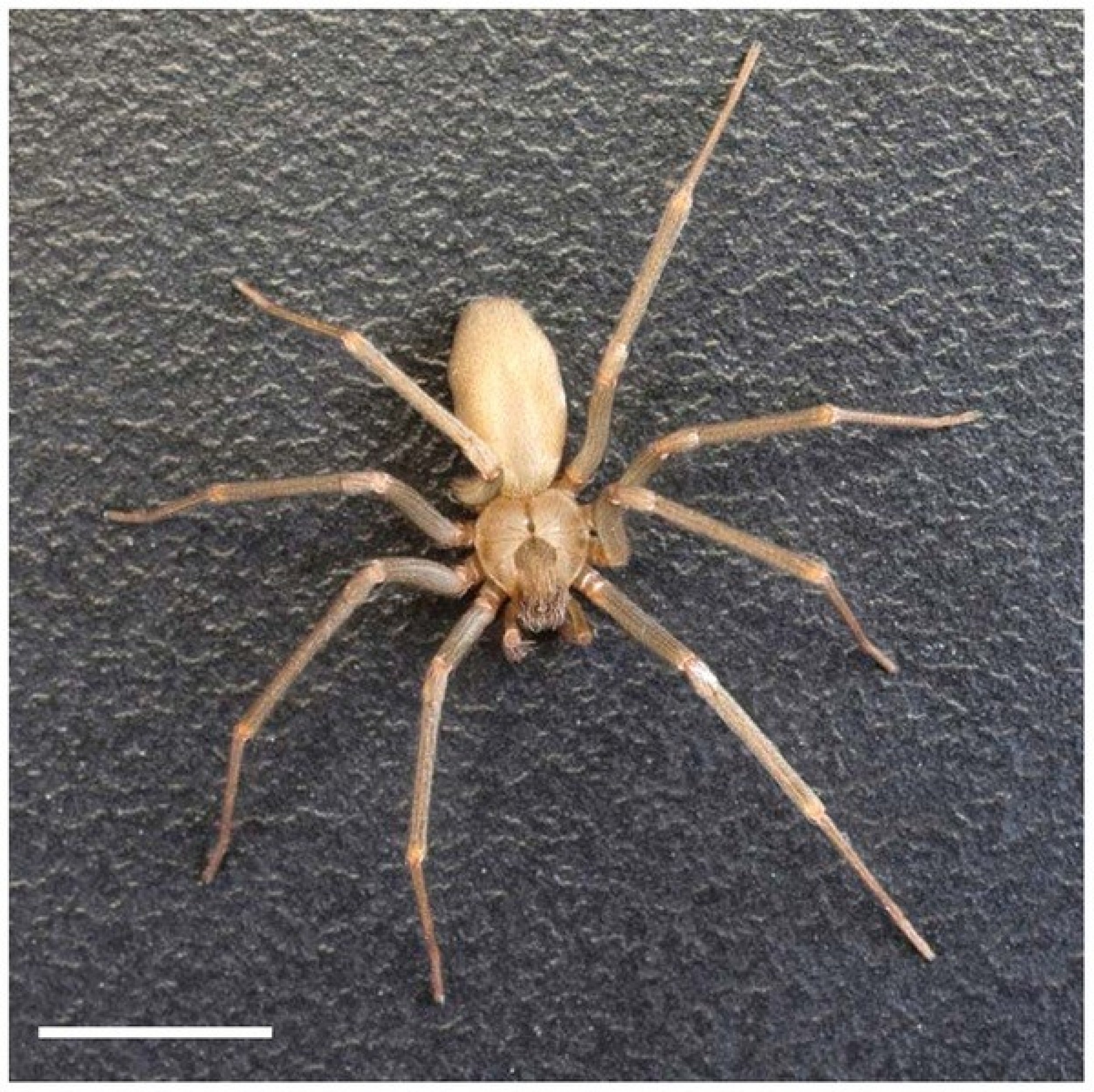 Brown Recluse Spider Spreading Into New Territory Throughout U.S ...