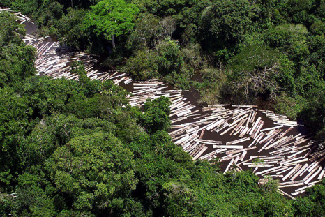Brazil Amazon logging