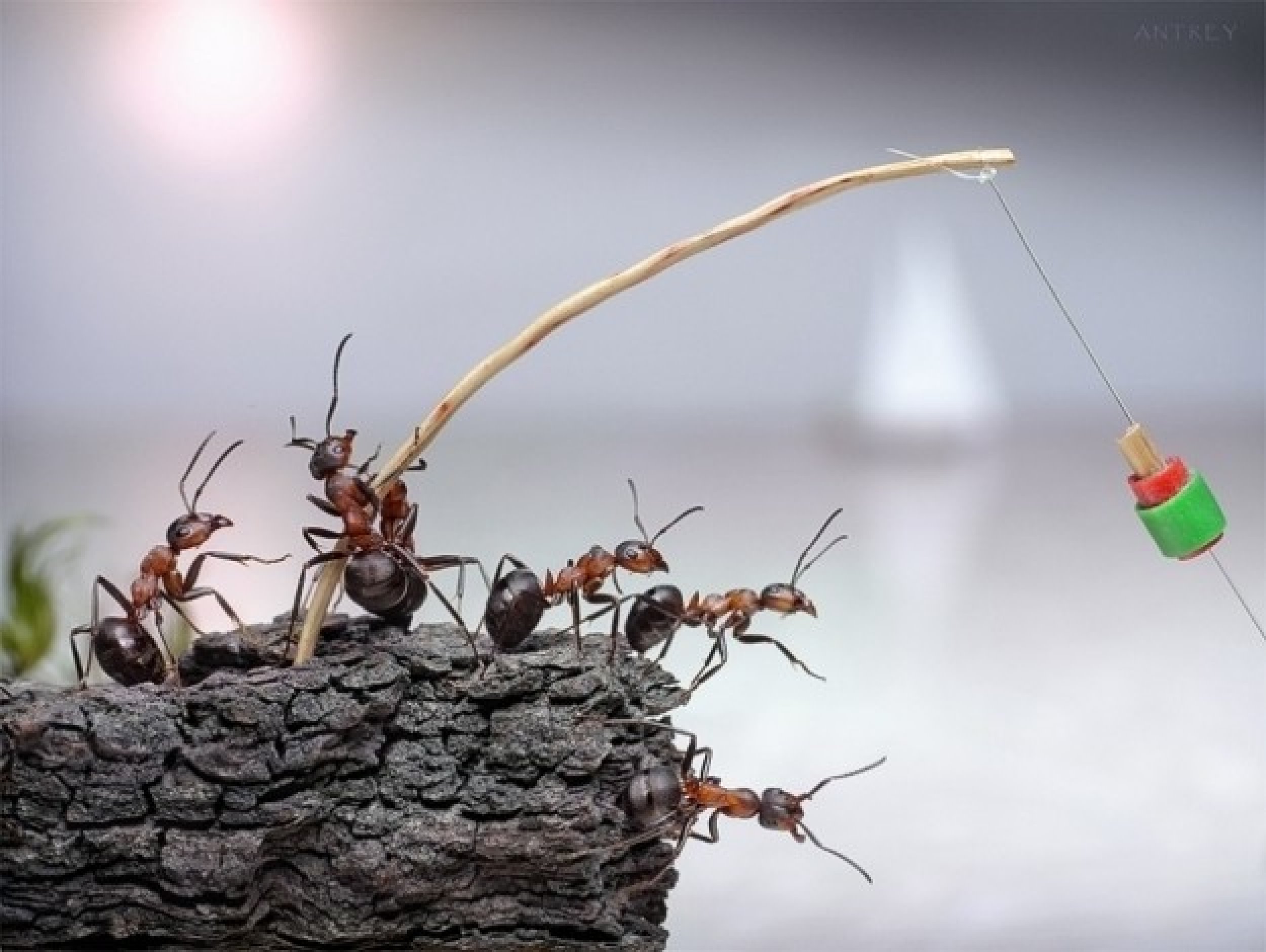 Andrey Pavlov039s Amazing Ant Photography