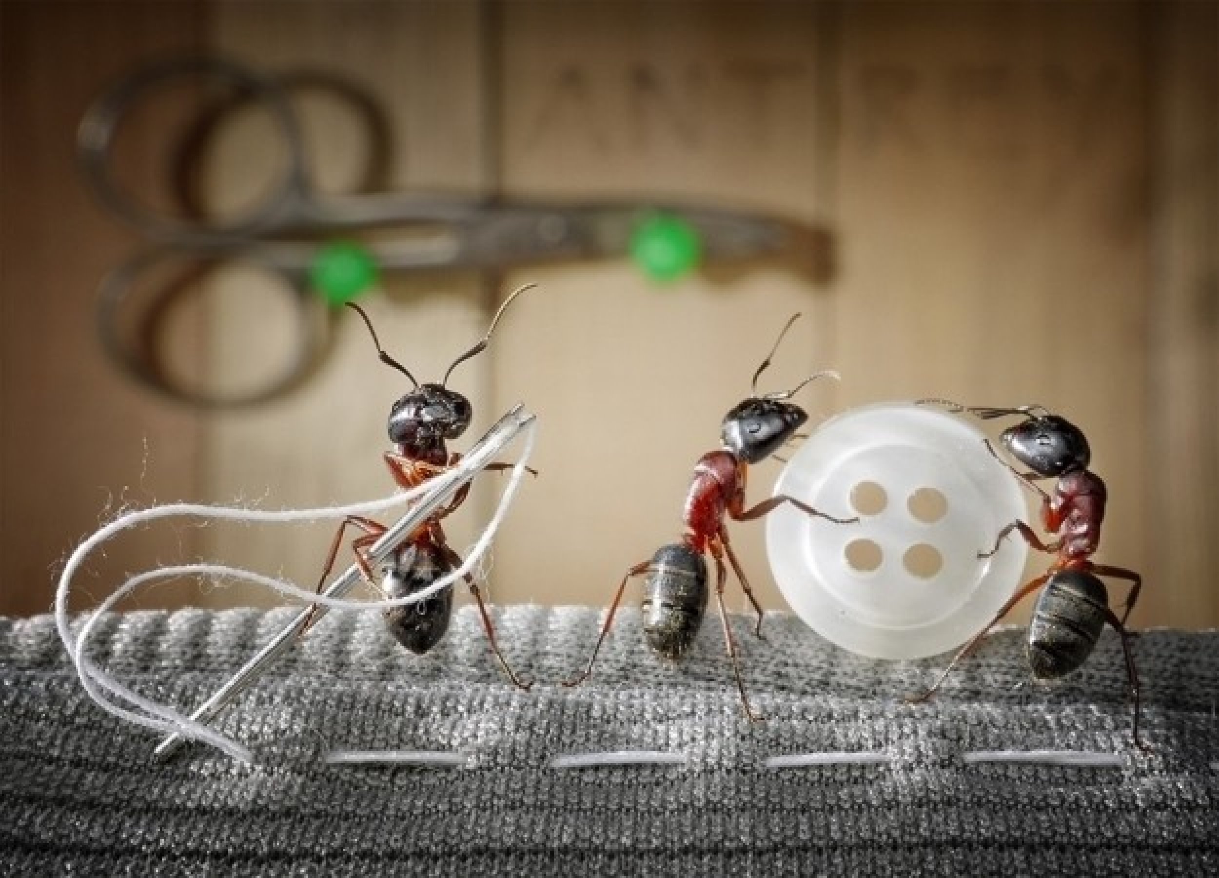 Andrey Pavlov039s Amazing Ant Photography