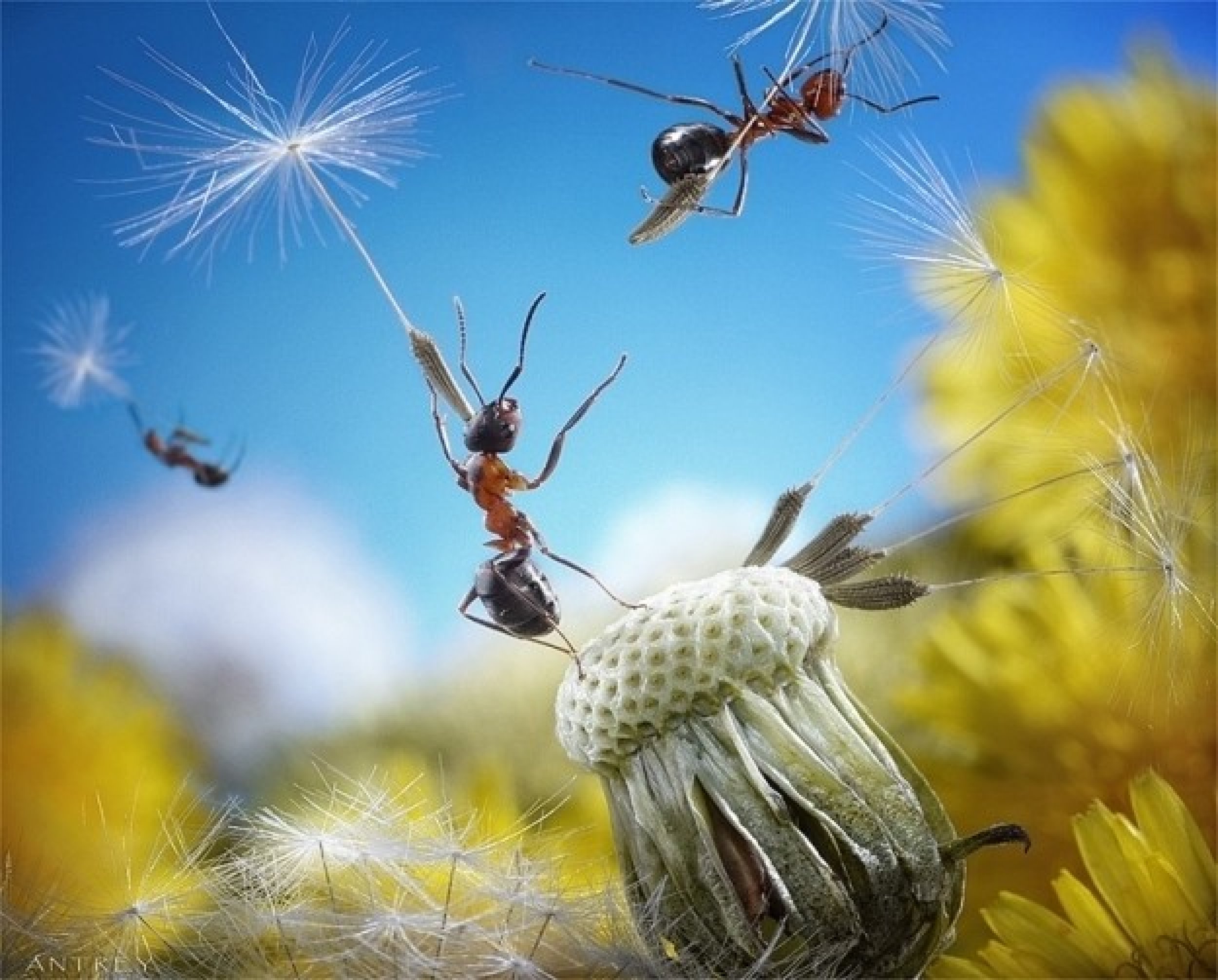 Andrey Pavlovs Amazing Ant Photography