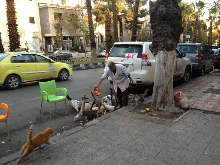 Damascus Cats