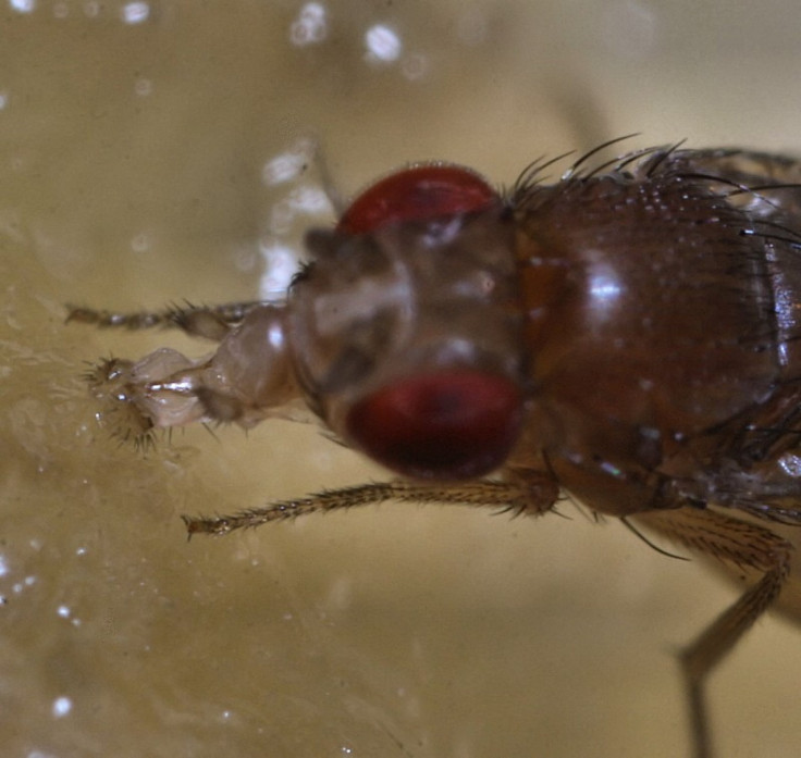 Fruit fly feeding