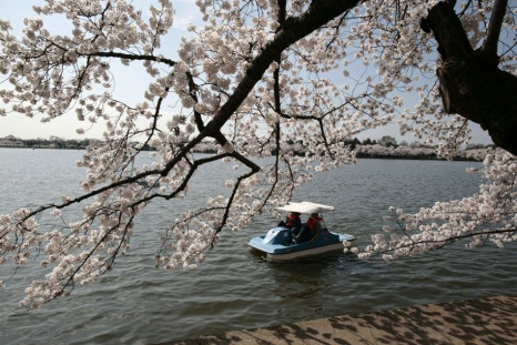 Cherry Blossom: Washington Celebrates 100 Years of Gift of Trees from Japan