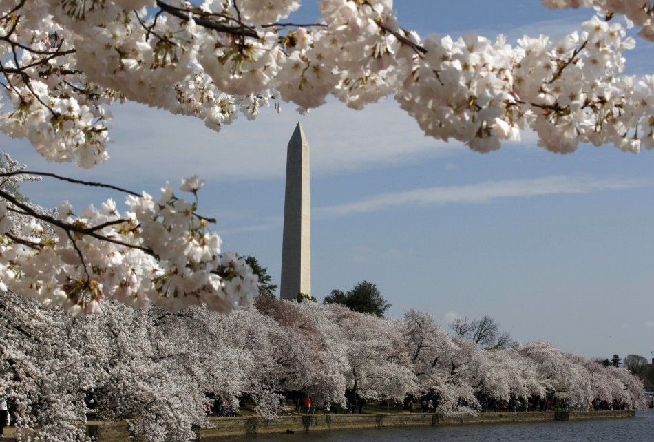 Cherry Blossom Washington Celebrates 100 Years of Gift of Trees from Japan
