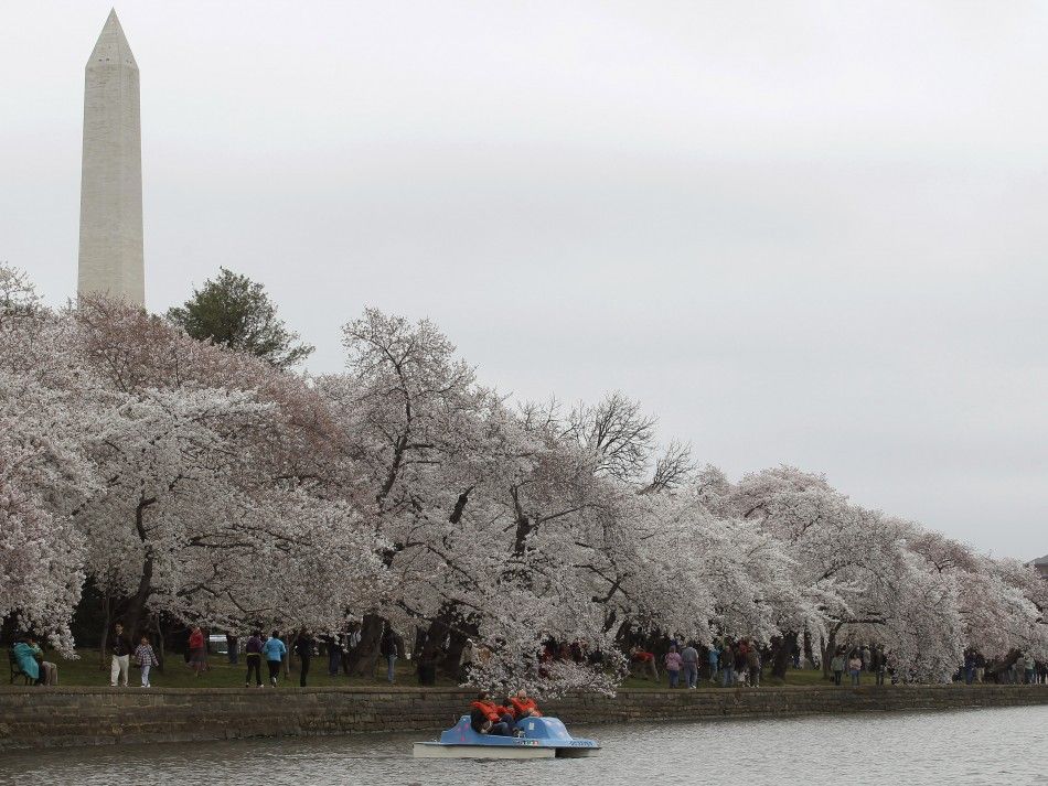 Cherry Blossom Washington Celebrates 100 Years of Gift of Trees from Japan