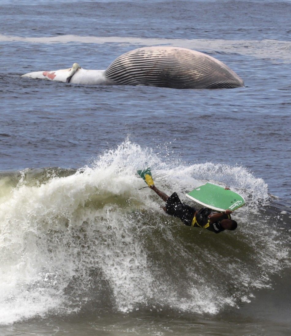 Dead Brydes Whale Floats Off Rio Beach
