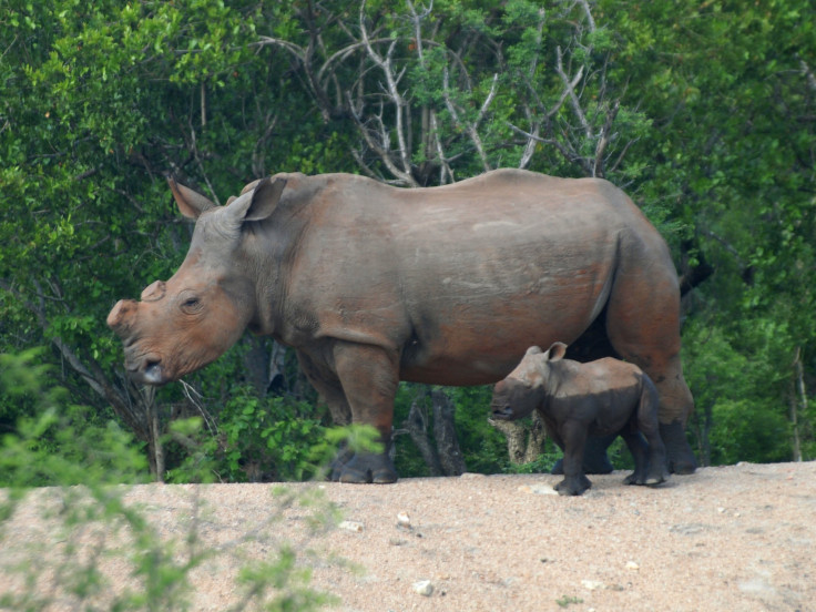 Dehorned Rhino