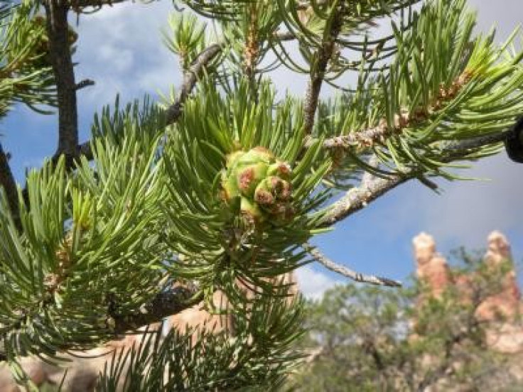 Noise Pollution Pinyon Pine