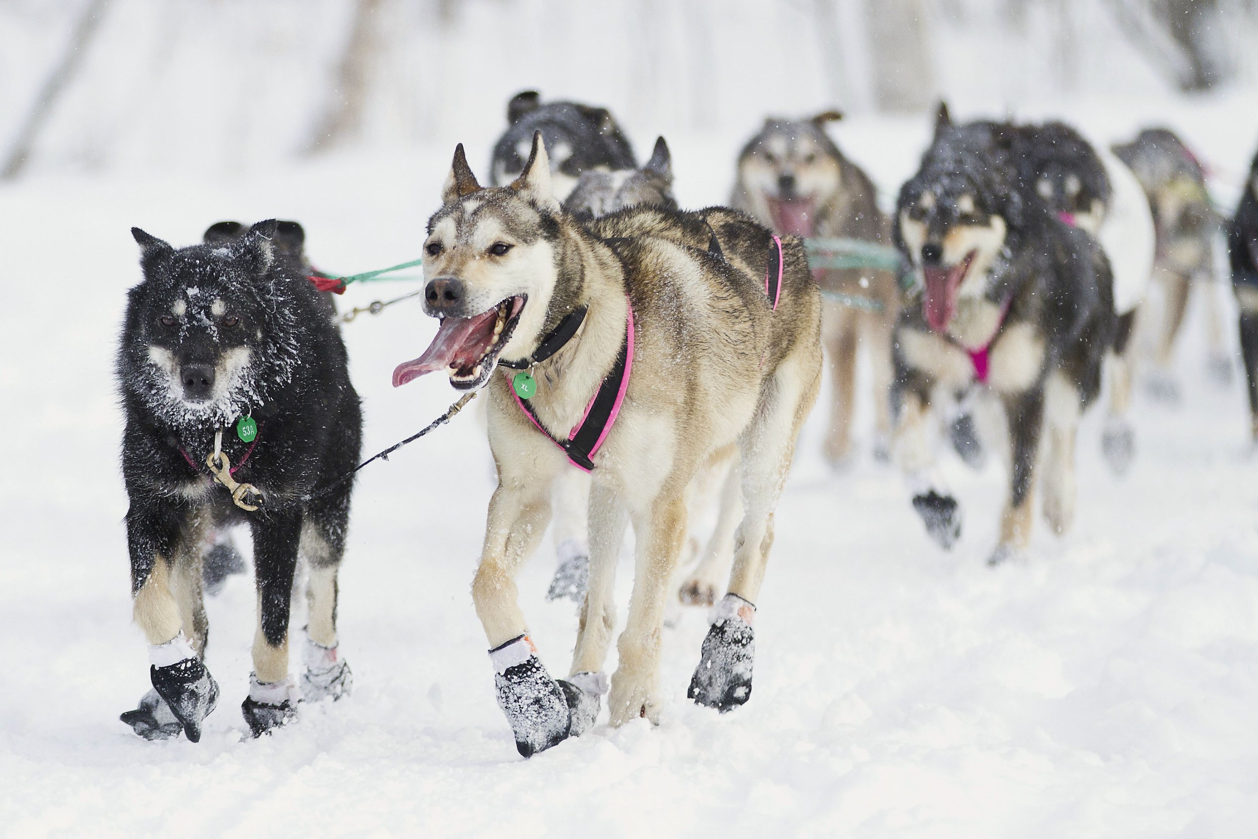 Zoya DeNure sled dogs during the 40th Iditarod