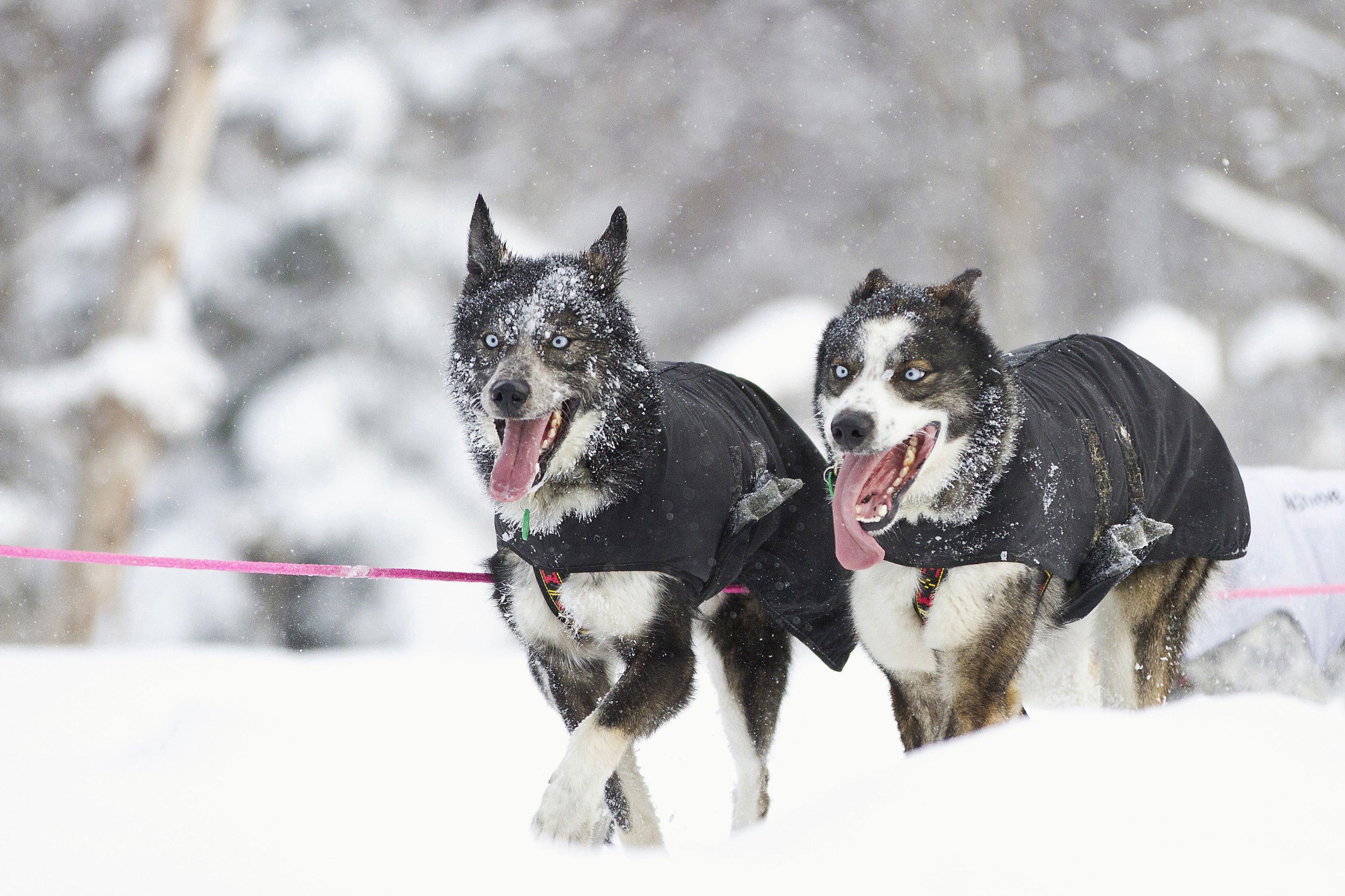 Two sled dogs belonging to Norweigan competitor Silvia Furtwangler at the 40th Iditarod
