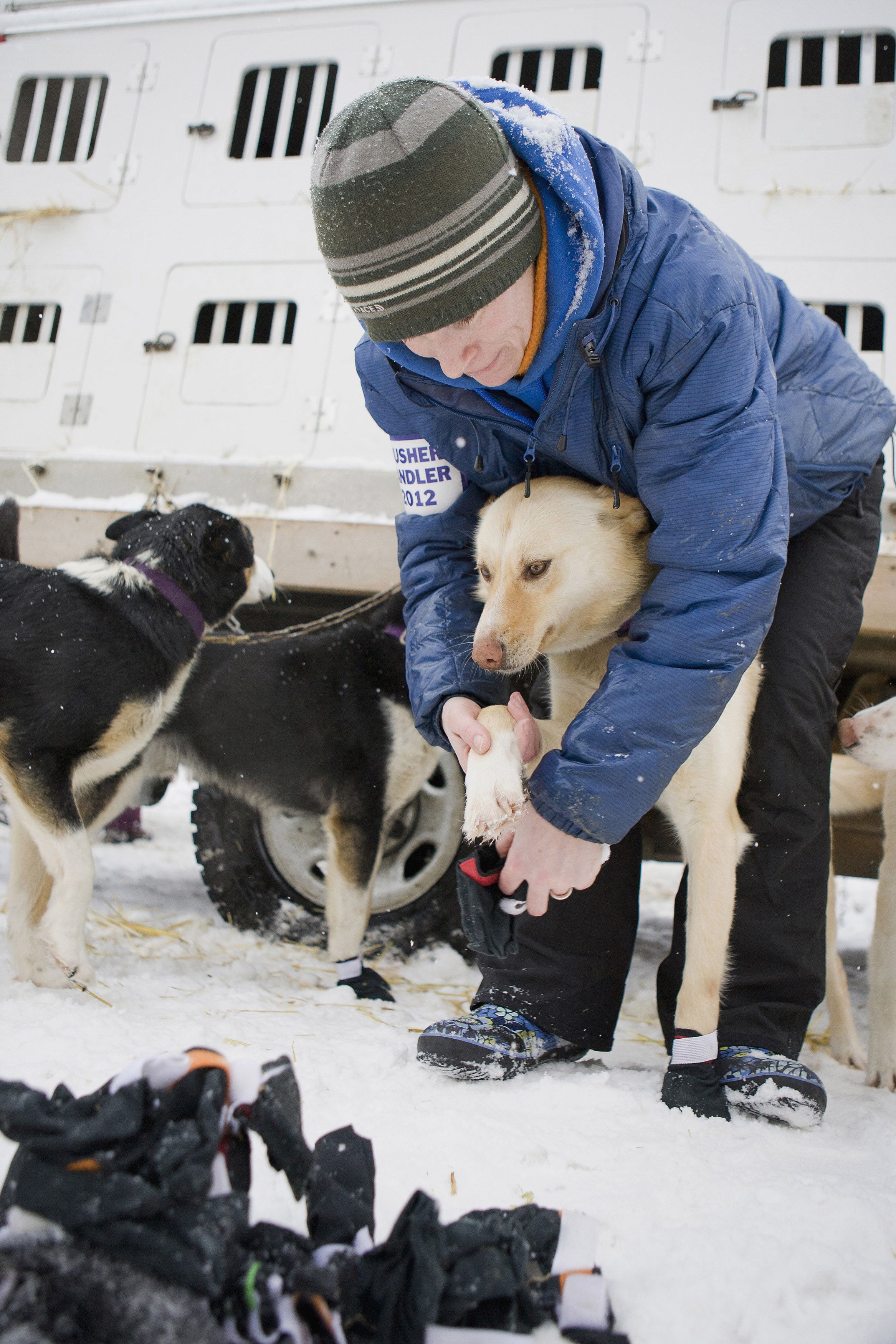 A handler checks up on a sled dog