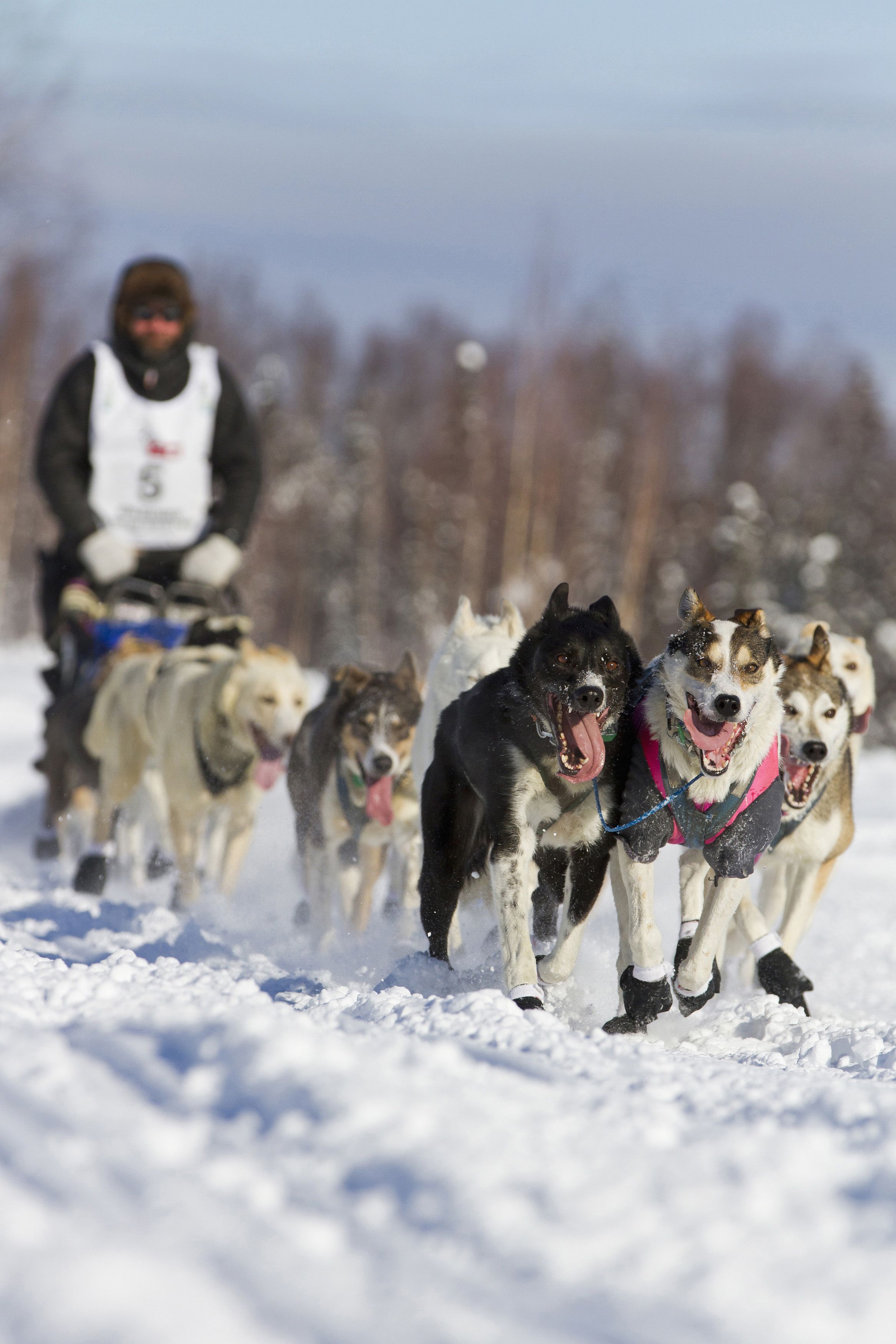 Tom Thurston, a musher in the 40th Iditarod