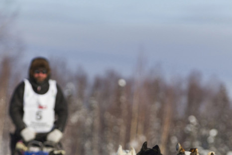 Tom Thurston, a musher in the 40th Iditarod