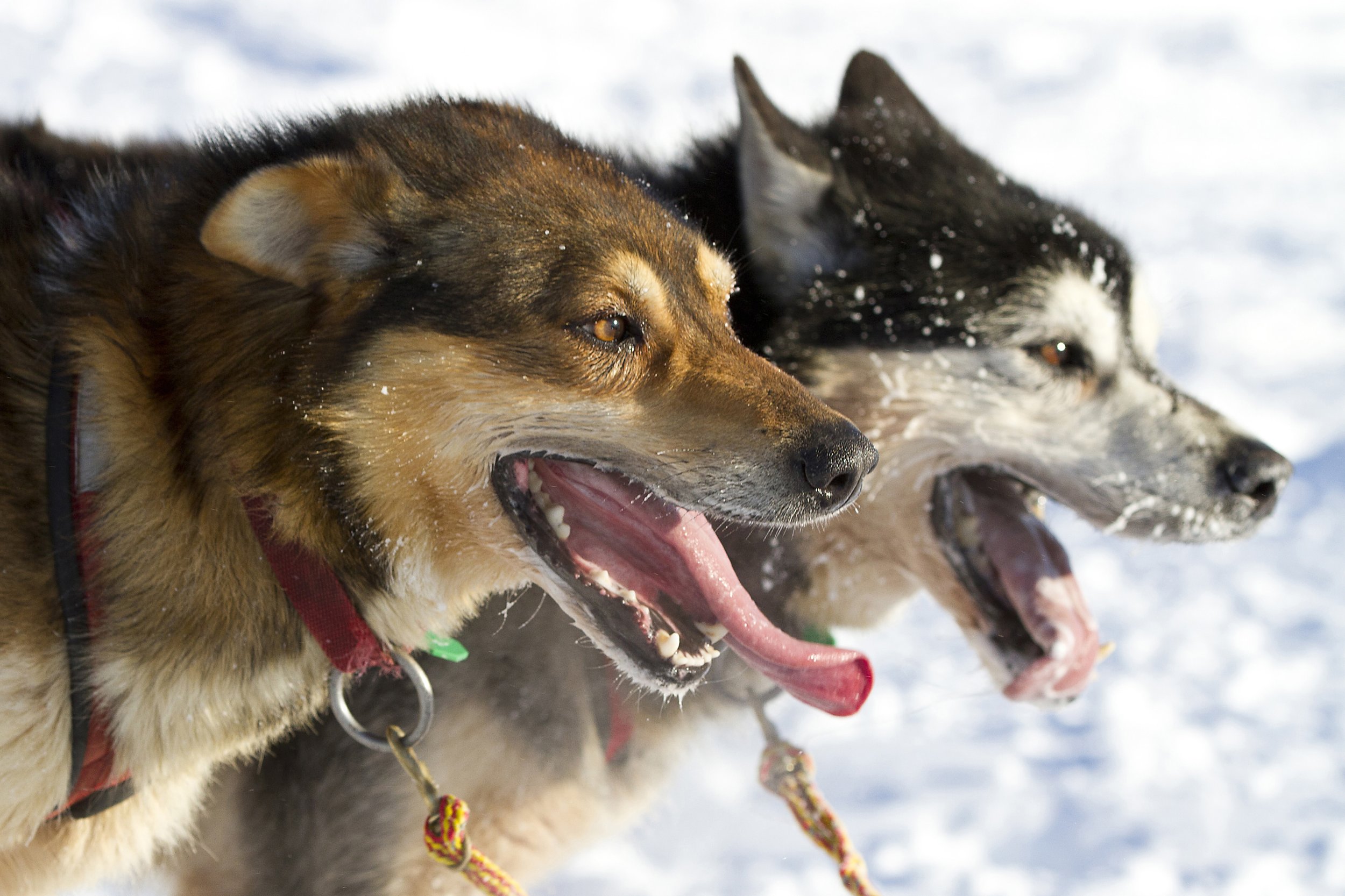 Sled dogs in Willow, Alaska