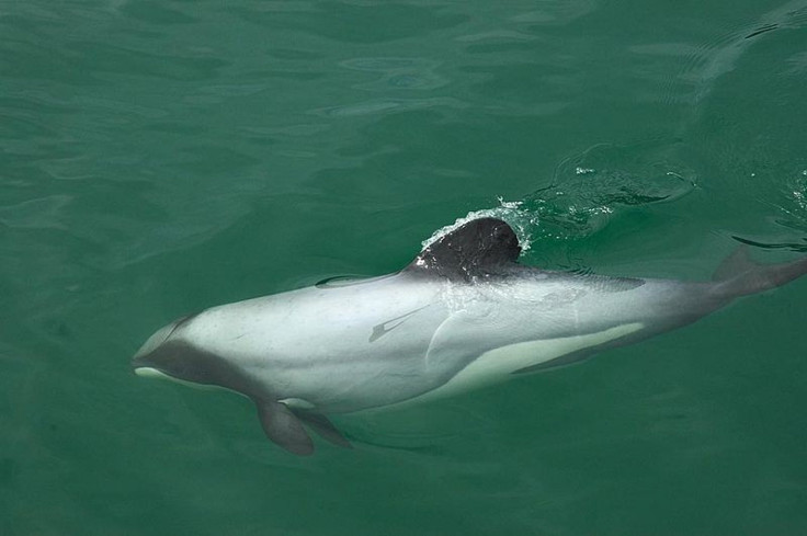 World’s Rarest & Smallest Dolphin On Verge of Extinction at Just 55