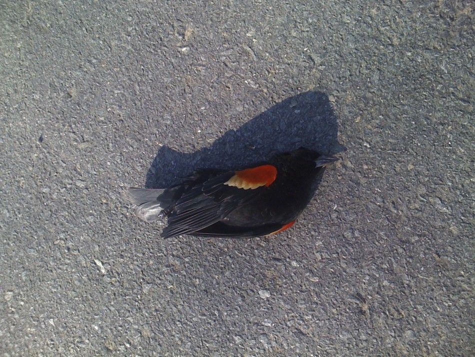 One of thousands of blackbirds that fell out of the sky on New Years Eve lies on the ground in Beebe, Arkansas