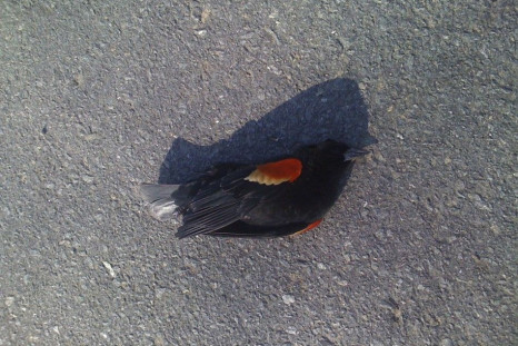 One of thousands of blackbirds that fell out of the sky on New Year's Eve lies on the ground in Beebe, Arkansas