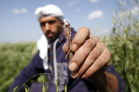 Palestinian farmer with a locust