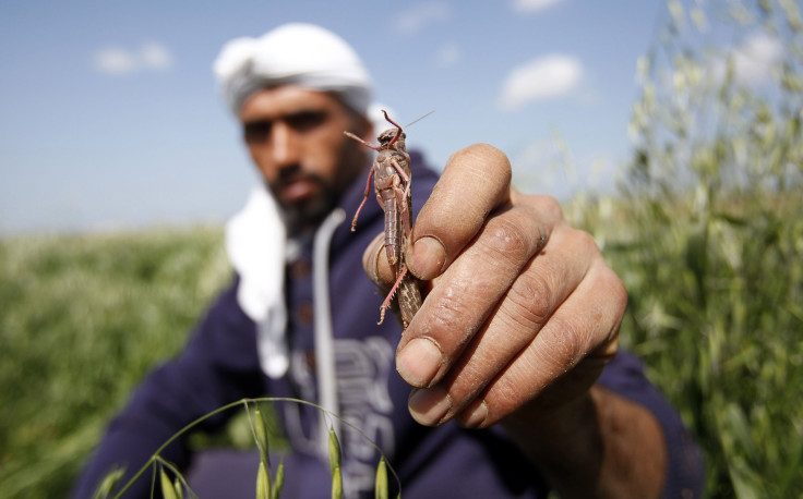 Palestinian farmer with a locust