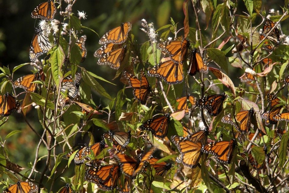 Monarch Butterfly Population Continues Steady Decline | IBTimes