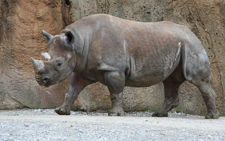 Rhino