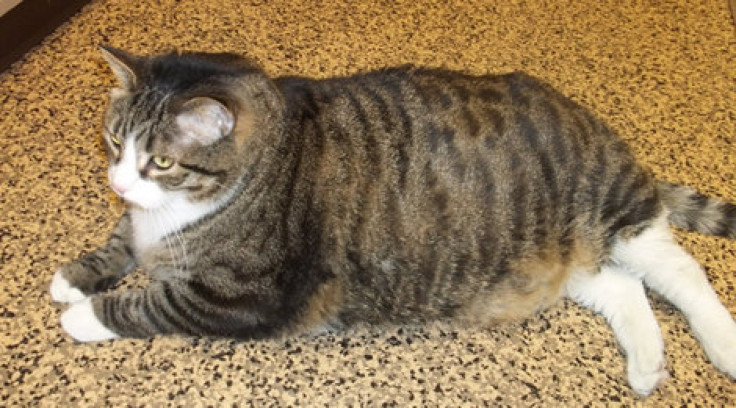 Biscuit, 37-Pound Fat Cat