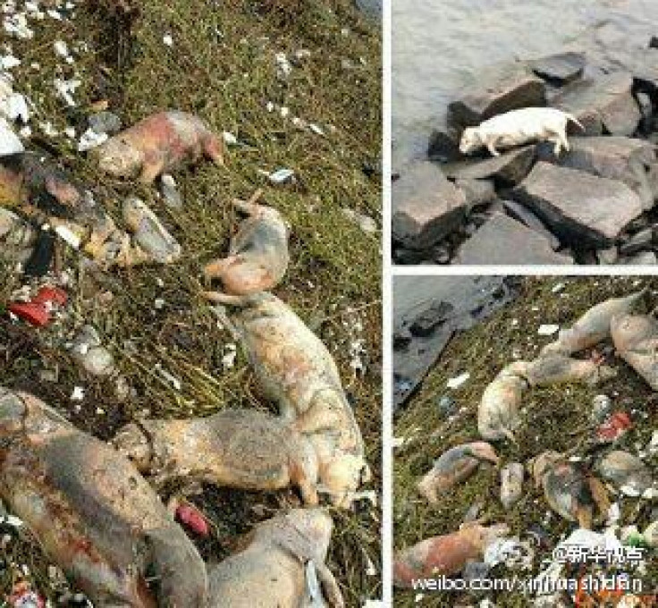 Dead pigs in Huangpu River
