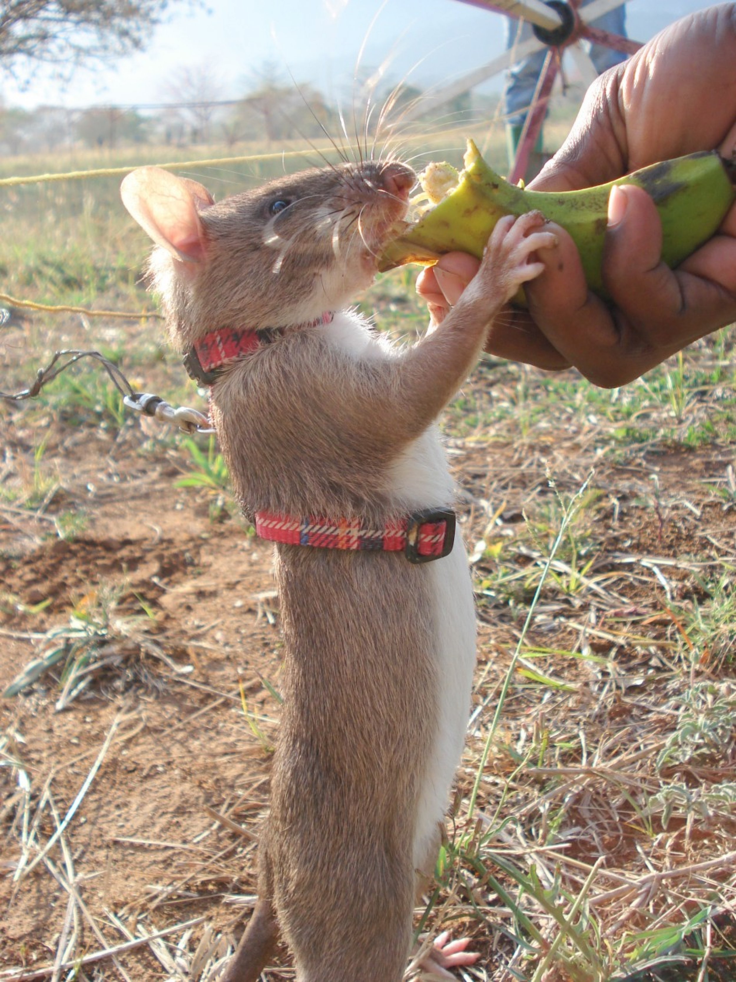 Gambian Pouched Rat