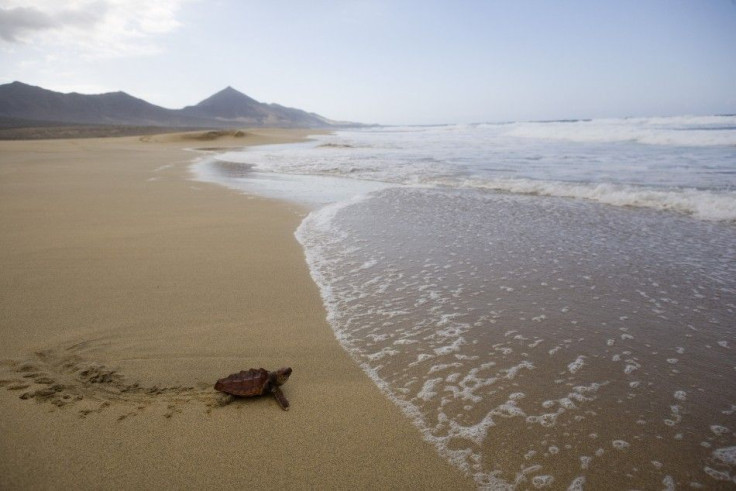 Canary Islands