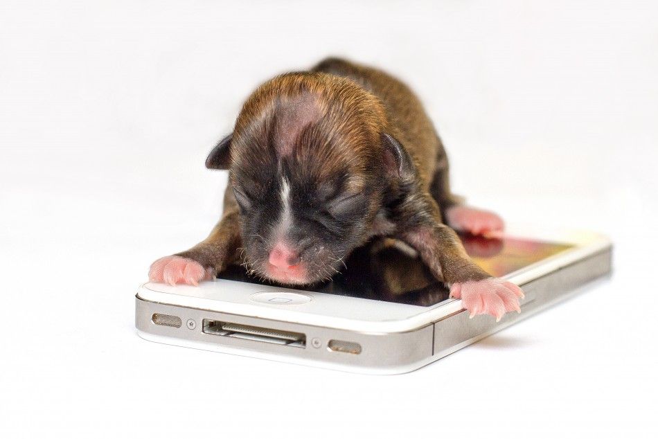 Worlds Smallest Puppy